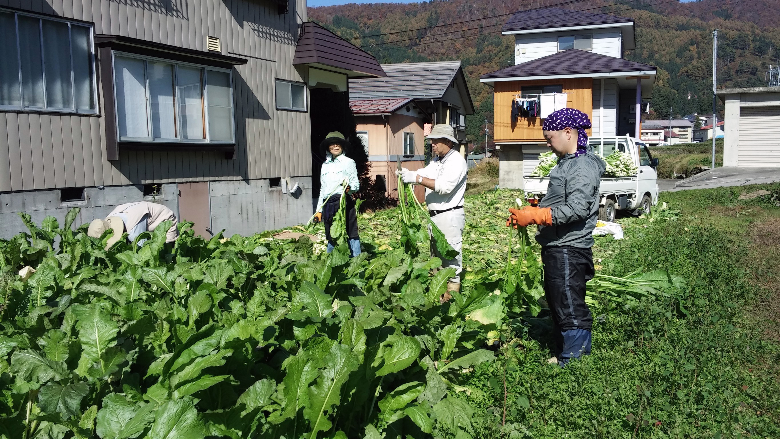 野沢菜収穫